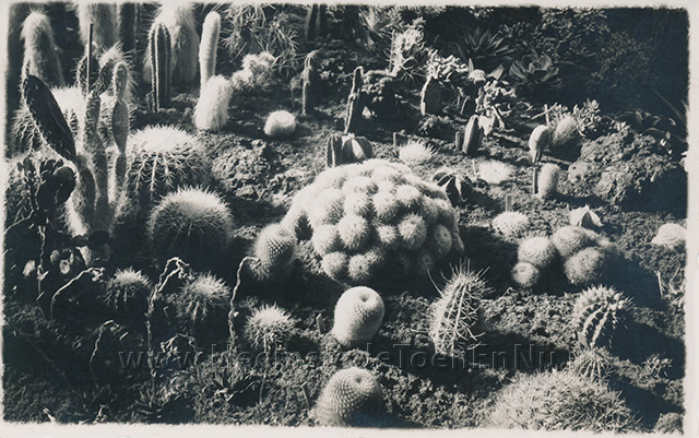Flora 1935